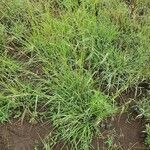 Themeda triandra Leaf