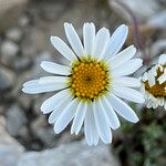 Leucanthemopsis alpina 花