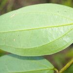 Satyria meiantha Leaf