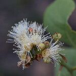Syzygium guineense Flor