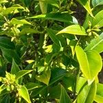 Sarcococca ruscifolia Blad