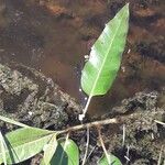 Persicaria amphibia Лист