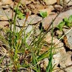 Luzula spicata Leaf