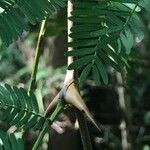 Vachellia collinsii Blatt