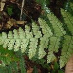 Triplophyllum pilosissimum Deilen