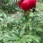Paeonia peregrina Virág
