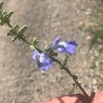 Salvia azurea Flower