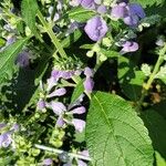 Scutellaria incana Blüte