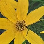 Coreopsis verticillata Кветка