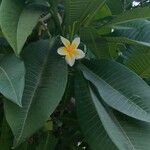 Plumeria albaFlower