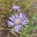 Galactites tomentosusFlower