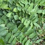 Polygonatum biflorum Leaf