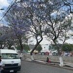 Jacaranda caucana পাতা