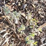 Salvia aurita Leaf