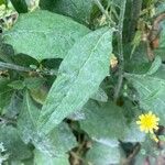 Lapsana communis 葉