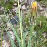 Scorzonera angustifolia ഇല