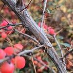 Berberis aggregata Bark