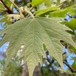 Platanus orientalis List