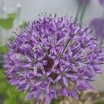 Allium nigrumফুল