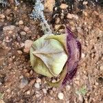 Edithcolea grandis Other