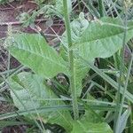 Nicotiana longiflora Hoja