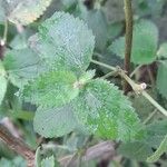 Acalypha herzogiana Leaf