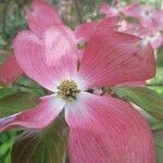 Cornus floridaफूल