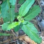 Croton glandulosus برگ