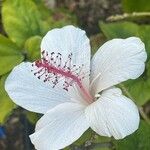 Hibiscus waimeae 花