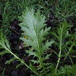 Crambe arborea Hoja