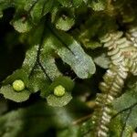 Hymenophyllum neocaledonicum Froito