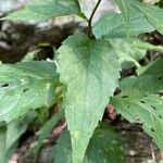 Mikania scandens Leaf