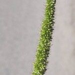 Setaria verticillata Кветка