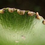 Adiantum reniforme Folio
