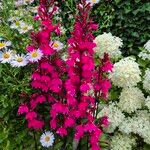 Lobelia cardinalis Fleur