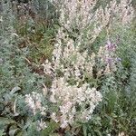 Salvia aethiopis موطن