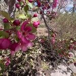 Malus ioensis പുഷ്പം