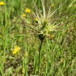 Aegilops geniculata Blomst