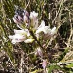 Polygala nicaeensis Цветок