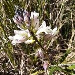 Polygala nicaeensis Fula
