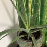 Aloe veraList