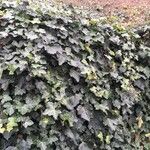 Hedera algeriensisList