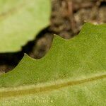 Taraxacum besarabicum Folha