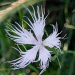Dianthus hyssopifolius Flor