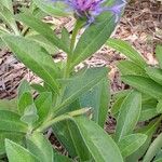 Centaurea montana Habit