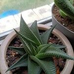 Haworthia limifolia Leaf