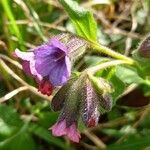 Pulmonaria officinalis 花