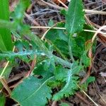 Senecio integerrimus Hoja