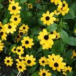 Rudbeckia triloba Цвят