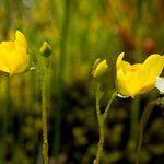 Utricularia intermedia Habitus